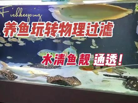 玩转物理过滤,打造通透鱼缸,水清鱼靓#养鱼 #新手养鱼 #观赏鱼