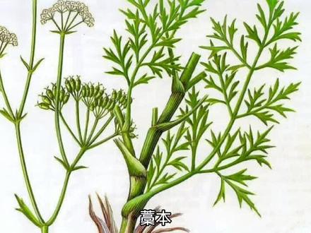 养生茶材藁本小知识,如果不是推广,我还真不知道这个藁字怎么念#宅家抖出美好生活 #养生茶 #同仁堂#藁本#养生 #健康 #健康养生 @DOU+小助手