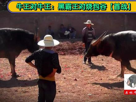 本场比赛为2014年春节,云南石林路美邑斗牛场春节斗牛大赛,冠军五万,也是一代传奇不败战神,黑霸王13年11月雷山苗年节夺冠后,86万高价引进云南,首次出战。本组比赛为两头牛王的本场比赛首次交锋,最终三分钟循环赛拉脚,一同晋级。第二次交手,稍后奉上,敬请关注更新。