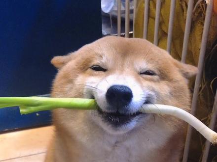 一根葱就能让逗乐开心成这个样子柴犬萌宠出道计划治愈系笑容