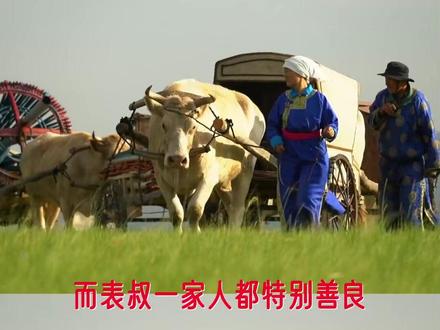 狼若回头,不是报恩就是报仇#狼群 #重返狼群 #万物皆有灵