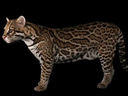 东北山狸子(学名豹猫北方亚种)是如何偷袭家禽的!它可以叼着5公斤重的鸭子轻松越过1.5米高的铁丝网!