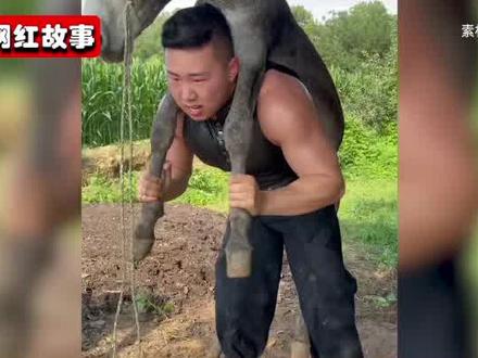 背驴运动员,猛男李明轩背驴走红,驴这辈子也没想到会骑到人身上#精彩片段 #肌肉男 #背驴运动员