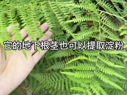 山野菜“蕨”,您真的了解它吗?#植物 #农村生活