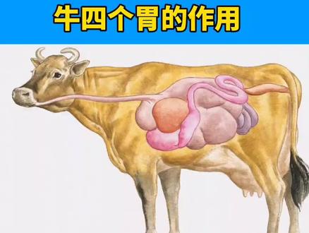 牛的四个胃。#科学养牛 #牛羊养殖#养牛