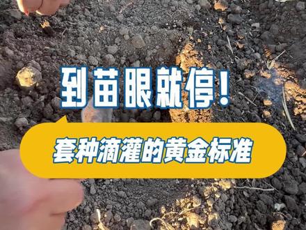 浅埋滴灌如何浇水#新农人计划 #三农 #上热搜 #三农种植 #坨地王