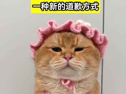 一种新的道歉方式 错不起 我对了#犟种猫 #金渐层 #万物可爱计划 #萌宠出道计划