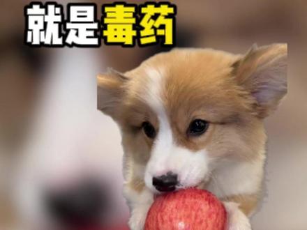 柯基吃这六种水果就是吃毒药!