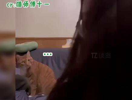 这得有多少默契,才能做到这么同步啊!这就是量子纠缠哈哈哈哈...#猫咪 #猫咪和主人回头默契