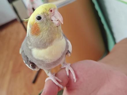 这10个行为说明鹦鹉喜欢你!#养鸟的乐趣 #鹦鹉