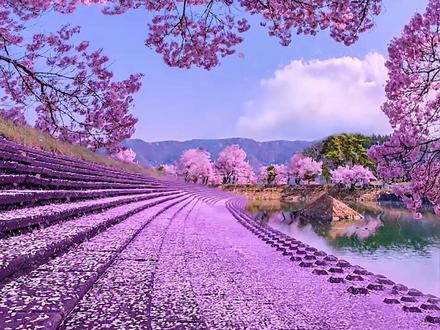 “这么浪漫的樱花,我第一个想到的就是分享给你”#花雨 #治愈系风景