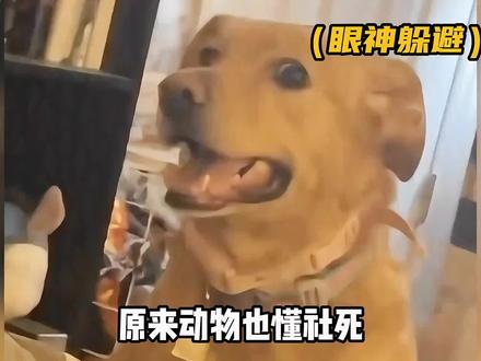 原来动物也有社死场面呀#萌宠来袭 #萌宠解说 #农村萌宠 #社死