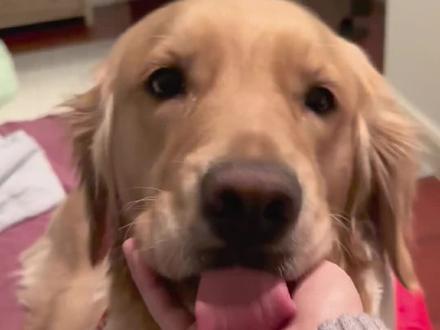 狗狗为什么舔人?不同部位有什么含义?#宠物 #宠物知识