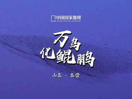 万鸟化鲲鹏,抟(tuán)风而上! 十余万只候鸟在山东东营黄河三角洲湿地上空集群翱翔,形成瞬息万变的磅礴“鸟浪”。这正是庄子笔下“鲲鹏化羽”的壮阔意境在#候鸟迁徙季 的生动呈现。
#黄河三角洲 保护区是中国暖温带最完整、最广阔、最年轻的湿地生态系统,也是“东亚-澳大利西亚”“环西太平洋”两大全球候鸟迁飞通道上的关键枢纽。每年秋冬,尤其是进入十二月后,大量候鸟于此汇聚、休整,集群飞舞以锻炼体能,遂成此天地奇观。
此刻,古老的浪漫想象与现代的生态奇迹,在黄河三角洲湿地的上空,达成了跨越千年的和鸣。我们目睹的不仅是鸟浪,更是生命与生态的澎湃诗篇。#文明观鸟 #中国国家地理 #地理君带你发现中国