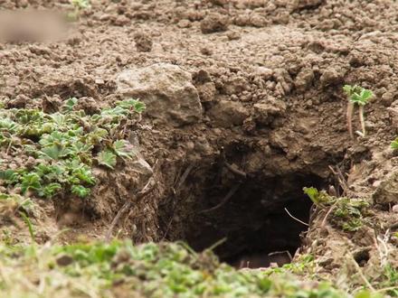 大东非鼹鼠,一种丑萌丑萌的小胖汁。 大金牙,包子脸,难看不止一点点 #动物世界#动物科普#动物解说#一代人有一代人的动物世界#野生动物零距离