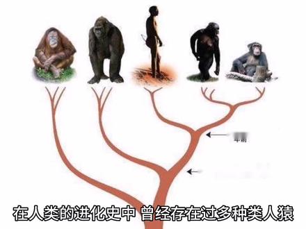 其他类人猿为啥都被现代智人淘汰了? #科学 #生命科学 #人体 #百科 #科普一下 #猎奇 #趣闻 #探索 #世界奇闻异事
