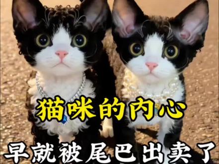 猫咪内心早就被尾巴出卖了,你知道吗#猫咪 #猫咪的迷惑行为 #动物成精 #宠物知识 #神奇动物在抖音
