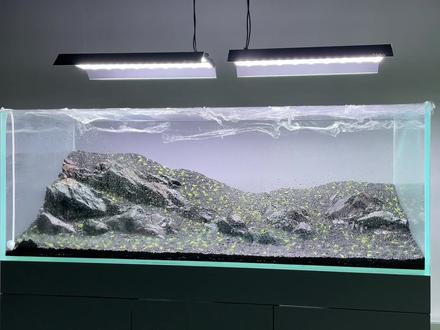 直播总有人问挖耳缸的状态,更新一期#水草造景 #牧鱼水草泥
