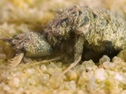 沉浸式观察蚁狮捕食!你那叫什么名字?#沉浸式观察蚁 #蚂蚁大战蚁狮