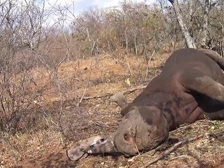 犀牛角被割,人们为它装上3D仿生犀牛角,犀牛的举动让人欣慰!