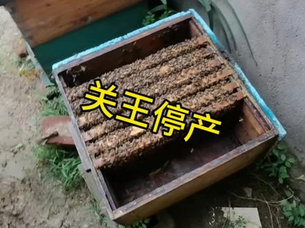 秋繁结束,意蜂关王#意蜂关王#秋繁管理