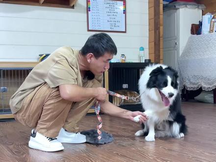 #边牧 皮皮不让碰脚,恼羞成怒专门搞偷袭,教练都心碎了#训犬 #上海训犬师