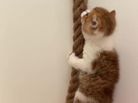 教小家伙们攀爬#猫咪的迷惑行为 #小奶猫的成长日记