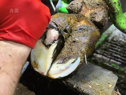 蹄底的小石子让牛牛遭了老罪! #牛蹄#动物#科普#助眠