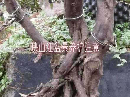 映山红养护注意#盆景素材 #园艺盆栽