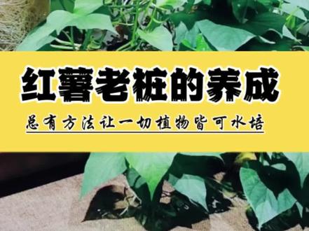 水培红薯的“致命误区”:为什么你的红薯养半年就死? 红薯从“消耗块茎”到“永生水培”,揭秘枝条扦插的完美解法,红薯枝条水培扦插“它的原理是:让枝条的节点直接吸收水分,并光合作用产生养分,从而催生自有的独立水生根系。这个根系会持续为植株提供养分,不再依赖块茎。”
· “从此,这棵红薯就成了一株能够在水里无限生长的独立植物,可以持续多年,养成老桩。”为了生长的更好每升水可以加0.5克大量元素水溶肥,尿素含量需要小于5%,否则容易烧根,阳台散射光养护,低于5度需要室内散射光养护以免冬季冻伤。#水培植物 #水培先生 #爱生活爱养花 #鱼缸 #盆栽