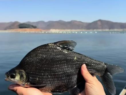 鸭绿江捕鱼鳌花#鸭绿江捕鱼 #鸭绿江都有什么鱼 #渔民生活实拍