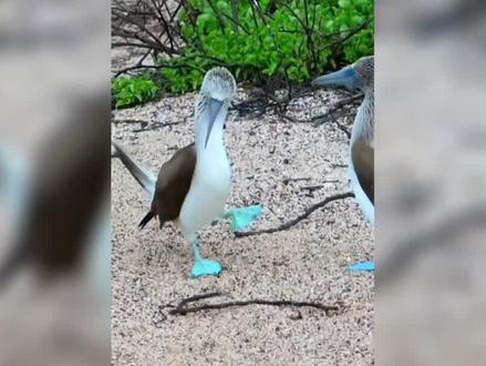 鸟界大脚怪,一双蓝色大脚丫还不是永久皮肤,不抓鱼就褪色。 #鸟类实拍 #鸟类 #保护鸟类 #动物 #蓝脚鲣鸟