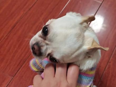 犬脓皮病 狗狗皮肤红点发炎红肿,小心脓皮病,春夏潮湿季节特别容易得。驱虫也很有必要,寄生虫也会引起脓皮病。#分享养狗经验 #创作者中心 #创作灵感 #犬脓皮病 #养狗经验分享