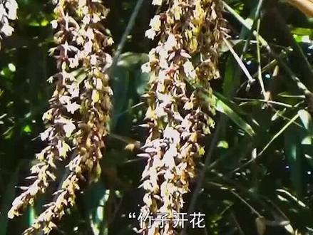 “竹子开花,马上搬家”!竹子开花是不祥之兆?到底预示着什么?