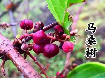 以前的马桑树都很大现在又矮又瘦#马桑树 #马桑果 #你的家乡有这种植物吗