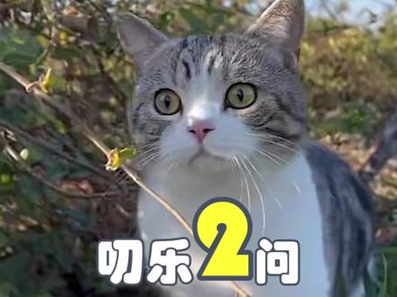 沉浸式新体验,叨乐带你看见!#萌宠 #动物的迷惑行为 #猫