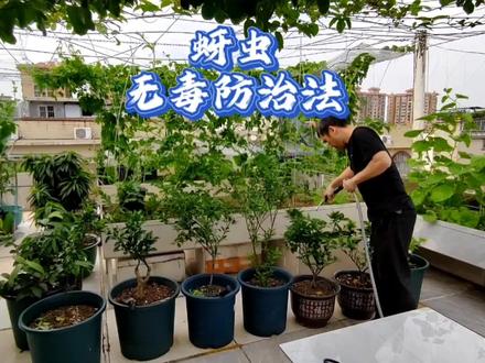 防治蚜虫不用农药,采用“以菌治虫”微生物菌防治,无毒长效#我要做爆款 #病虫害绿色防控 #蚜虫