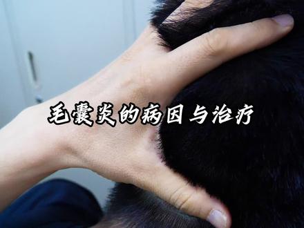 毛囊炎的病因与治疗 #医学科普