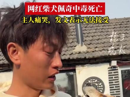 网红柴犬佩奇中毒死亡,主人痛哭,发文表示无法接受