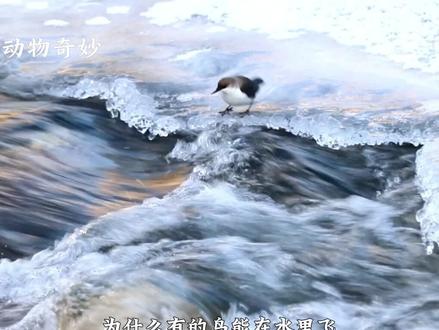 为什么有的鸟能在水里 “飞”,翅膀还不会打湿?答案就是河乌,它是鸟界里的 “水中精灵”。河乌每次下水前都不慌不忙,先在岸边踱两步,动作十分搞笑,做好准备后就 “嗖” 地扎进水里。它的翅膀会贴着身体灵活划动,看起来就像在水里展开了翅膀,哪怕水流急得能冲跑小石头,也能稳稳贴着水底找食,专挑藏在石缝里的小虫虾。啄到猎物后,它会浮上水面换气,这时候翅膀都不用特意抖,接着又能立刻扎回水里。
其实河乌翅膀不沾水的关键,就是表面覆盖着一层天然油脂层,水流碰到就会自动滑开,连里面的绒毛都能始终保持干爽。哪怕冬天河水冰凉,它也敢长时间在水里潜水觅食。等上岸后,河乌只需轻轻抖两下身体,水珠就 “滴滴答答” 往下掉,翅膀立马恢复蓬松干爽的状态。而且河乌选家也很聪明,会把巢安在河边的石缝里,捕到食物转身就能喂给巢里的宝宝,只要河面不结冰,它们一家天天都能在水里 “逛吃”,自在又快活。#动物世界 #鸟 #河乌