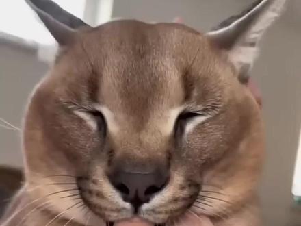 一种脾气不是很好的猫 #动物科普知识 #狞猫