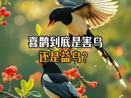 喜鹊到底是害鸟还是益鸟?#动物科普 #喜鹊