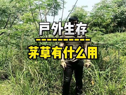 户外生存中,茅草的作用可不能忽视!#野外生存#户外#茅草@DOU+小助手