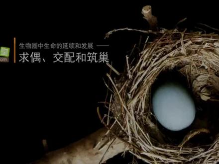 #鸟的生殖发育 #初中生 #八年级 #教师