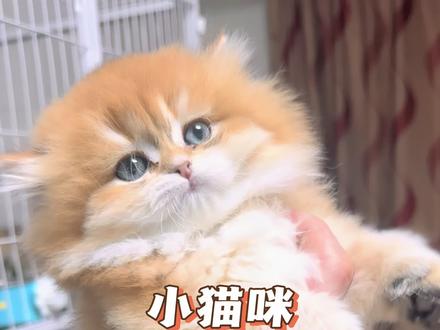 #宠物知识 #长毛金渐层 #萌宠出道计划 小猫的成长历程