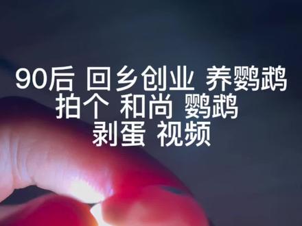 90后 回乡 创业养鹦鹉,见证 小生命出壳,#人工孵化 #孵蛋 #鸡蛋 #电孵