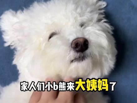 狗狗来亲戚15天了,小桃子🍑还是很大,但是不流红了,这是生理期结束了没?可以洗澡了吗?
还有生理期咪咪变大,是正常的吗?该不会它已经怀孕了吧……!!😨
#哈基米 #小b熊 #生理期 #萌宠日常记录