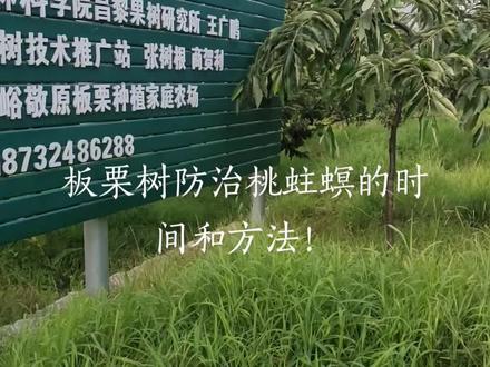 #图文来了 板栗树防治桃蛀螟的时间和方法!#抖音助农 #2022年新农人计划 #田间地头就是我的舞台 #农业技术分享