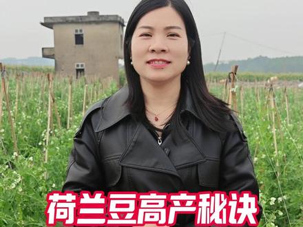 荷兰豆高产秘诀你知道吗?#荷兰豆种植管理技巧 #横州荷兰豆 #荷兰豆高产秘诀 #东圩芬姐农资 #芬姐讲植保