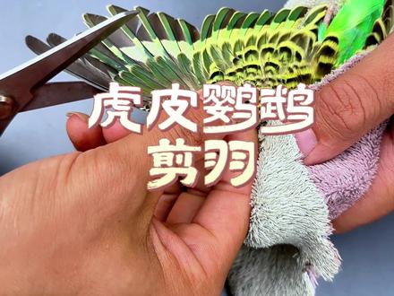 虎皮鹦鹉剪羽方法#鹦鹉 #科学养宠攻略 #养鸟经验分享 #铲屎官的乐趣 #萌宠日常记录